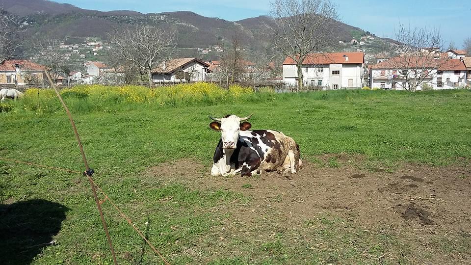 Agriturismo Sentiero Dei Sapori ξενώνας Agerola Εξωτερικό φωτογραφία
