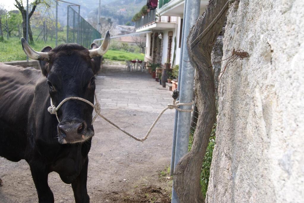 Agriturismo Sentiero Dei Sapori ξενώνας Agerola Εξωτερικό φωτογραφία